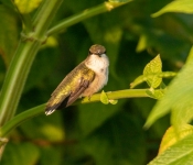 2022 09 12 LongFellowGardens 040